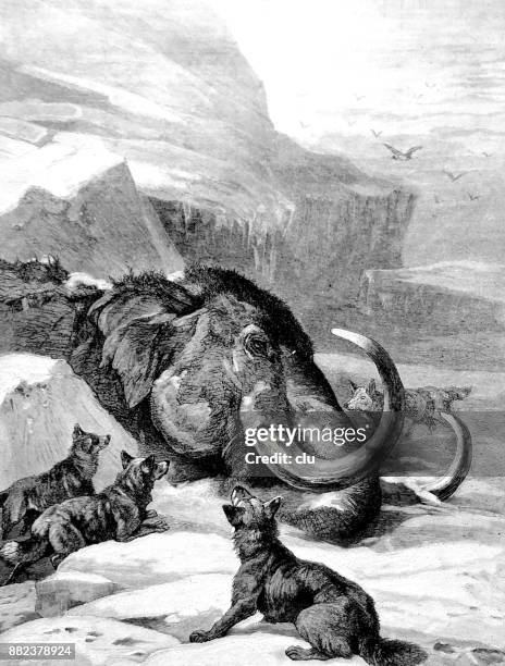 mammoth in the ice, surrounded by wolves - mammoth stock illustrations