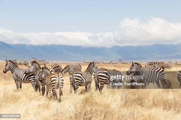 zebras on the meadow at ngorongoro conservation - grants zebra bildbanksfoton och bilder