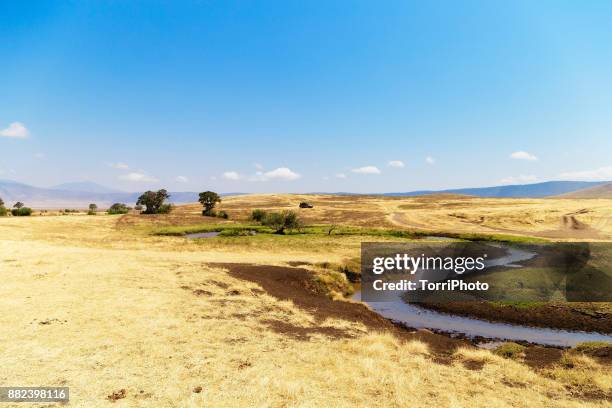 sunny landscape in ngorongoro conservation area - ngorongoro foto e immagini stock