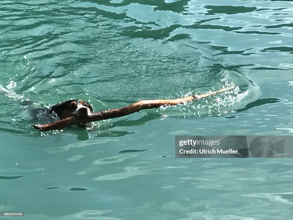 Dog swimming with stick