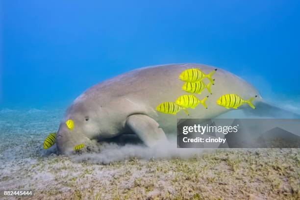 male dugong and golden trevally (gnathanodon speciosus) feeding on seagrass beds in red sea - marsa alam - egypt - pilot fish stock pictures, royalty-free photos & images