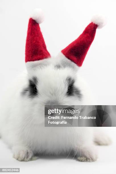 santa claus rabbit - lagomorphs stock-fotos und bilder