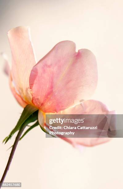 delicate pink rose in a close up image - backlit photos et images de collection