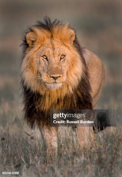 Master Rusell Portrait Of Master Russell Photos and Premium High Res Pictures - Getty ...