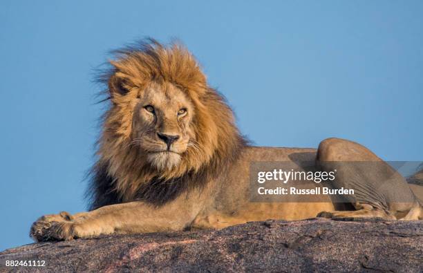 Master Rusell Portrait Of Master Russell Photos and Premium High Res Pictures - Getty ...