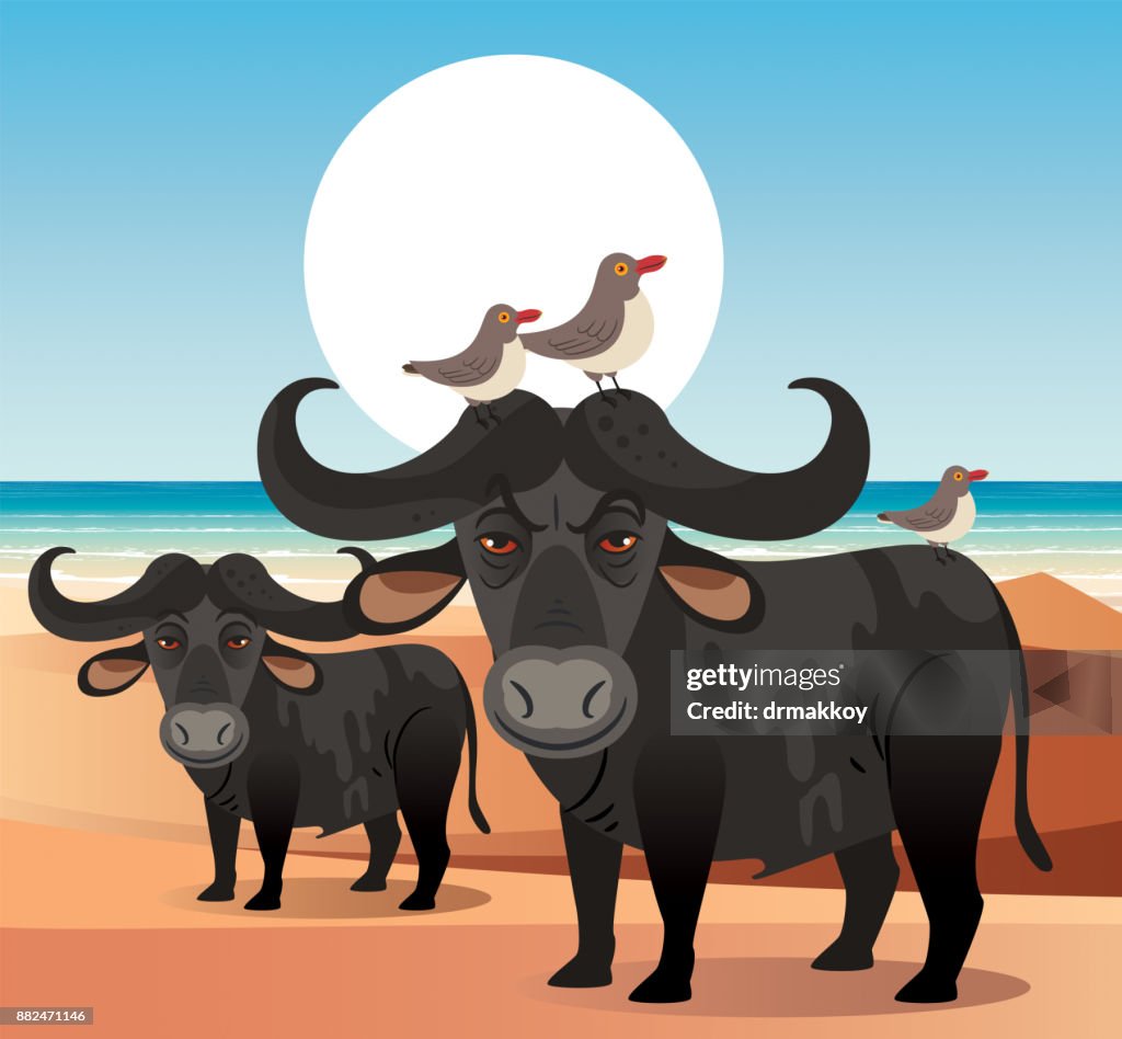African Bufalo and Oxpecker