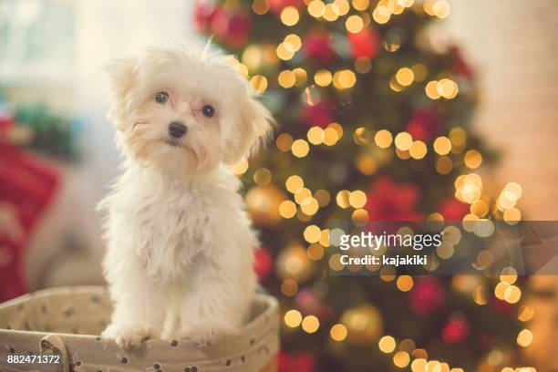 cachorro de perro maltés lindo frente a árbol de navidad - christmas dog fotografías e imágenes de stock