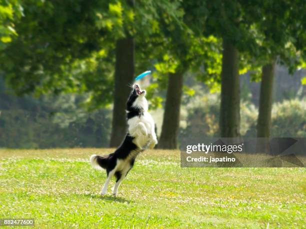 dog playing with flying saucer - flying disc stock pictures, royalty-free photos & images