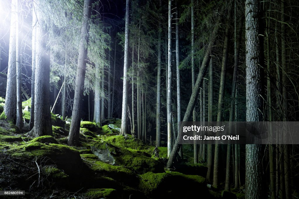 Glowing filtered light in forest