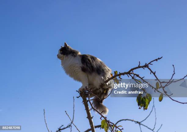 on a tree - annfrau stockfoto's en -beelden