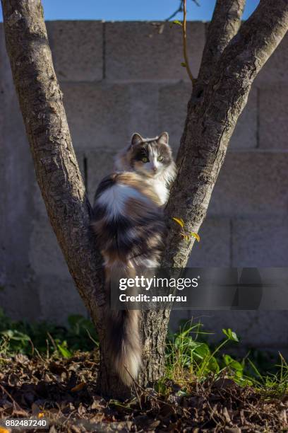 cat on a tree - annfrau stock pictures, royalty-free photos & images