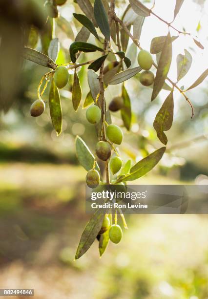olives hanging on trees during harvest - messenia stockfoto's en -beelden