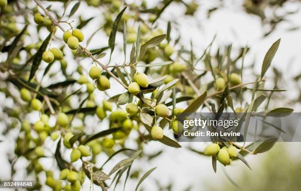 olives hanging on trees during harvest - messenia stockfoto's en -beelden