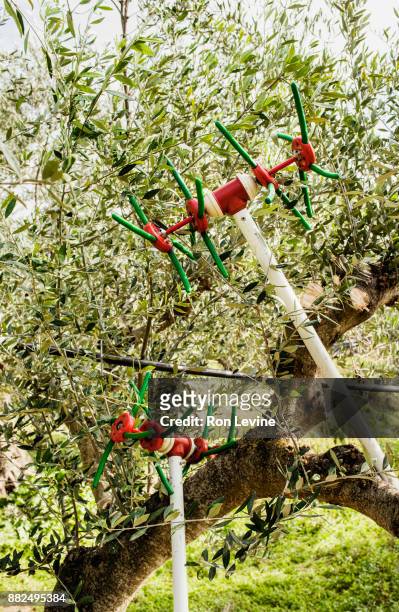 tools to knock down olives from trees - messenia stockfoto's en -beelden