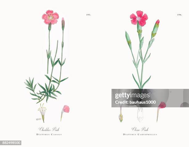 cheddar pink, dianthus caesius, victorian botanical illustration, 1863 - dianthus stock illustrations