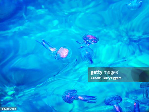 luminescent jellyfish in the harbor of scilla - dinoflagellate stock pictures, royalty-free photos & images