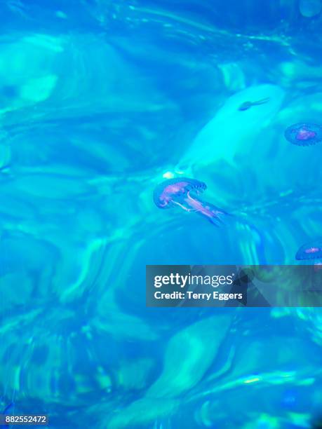 luminescent jellyfish in the harbor of scilla - ヤコウチュウ ストックフォトと画像