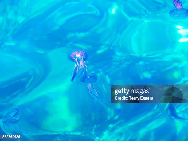 luminescent jellyfish in the harbor of scilla - dinoflagellate stock pictures, royalty-free photos & images