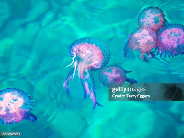 luminescent jellyfish in the harbor of scilla - dinoflagellate stock pictures, royalty-free photos & images