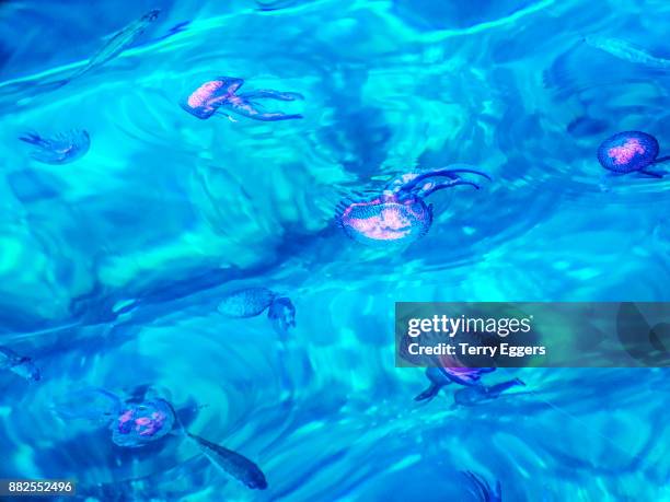 luminescent jellyfish in the harbor of scilla - dinoflagellate stock pictures, royalty-free photos & images