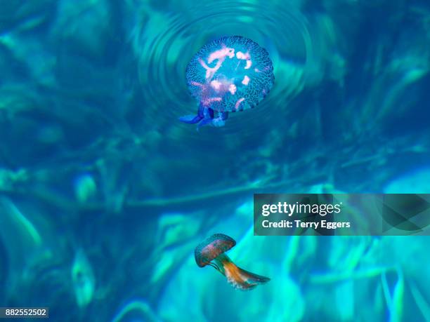 luminescent jellyfish in the harbor of scilla - ヤコウチュウ ストックフォトと画像