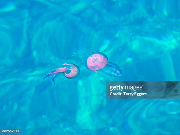 luminescent jellyfish in the harbor of scilla - ヤコウチュウ ストックフォトと画像