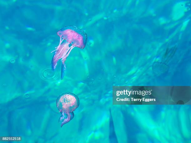 luminescent jellyfish in the harbor of scilla - méduse pélagique photos et images de collection