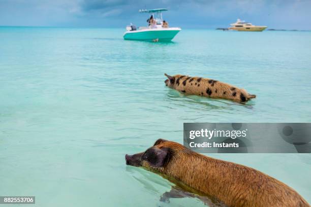 jabalíes de natación de exuma en las bahamas isla deshabitada de cerdo. - bahamas fotografías e imágenes de stock
