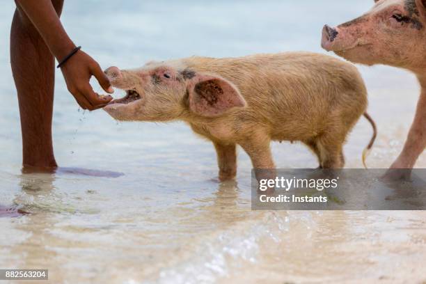 bahamian man feeding the swimming feral pigs of exuma. - pig water stock pictures, royalty-free photos & images