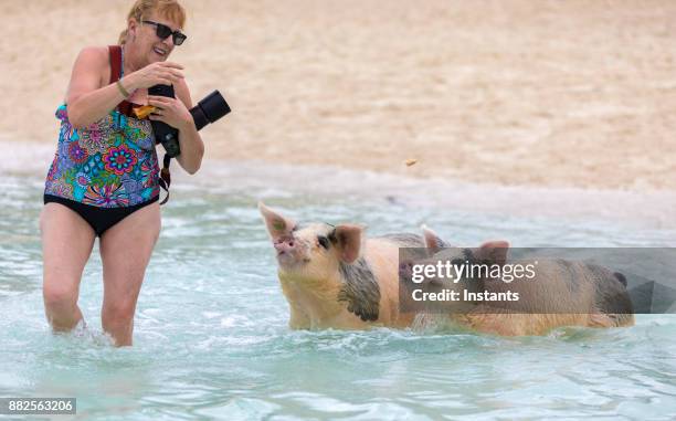 senior woman having fun with two swimming pigs of exuma. - pig water stock pictures, royalty-free photos & images