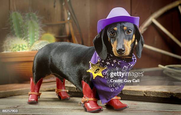 dachshund dressed up like sheriff - tax bildbanksfoton och bilder