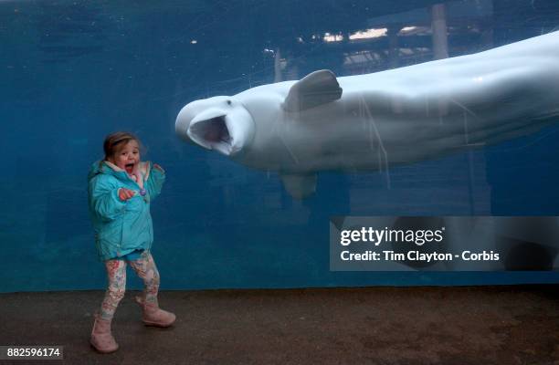 Young girls reacts as she is greeted by Juno, a fifteen year old male Beluga Whale, at the viewing window at Mystic Aquarium. Juno is one of two...