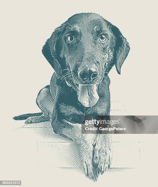 a young german shepherd mix dog waiting to be adopted - pet adoption stock illustrations