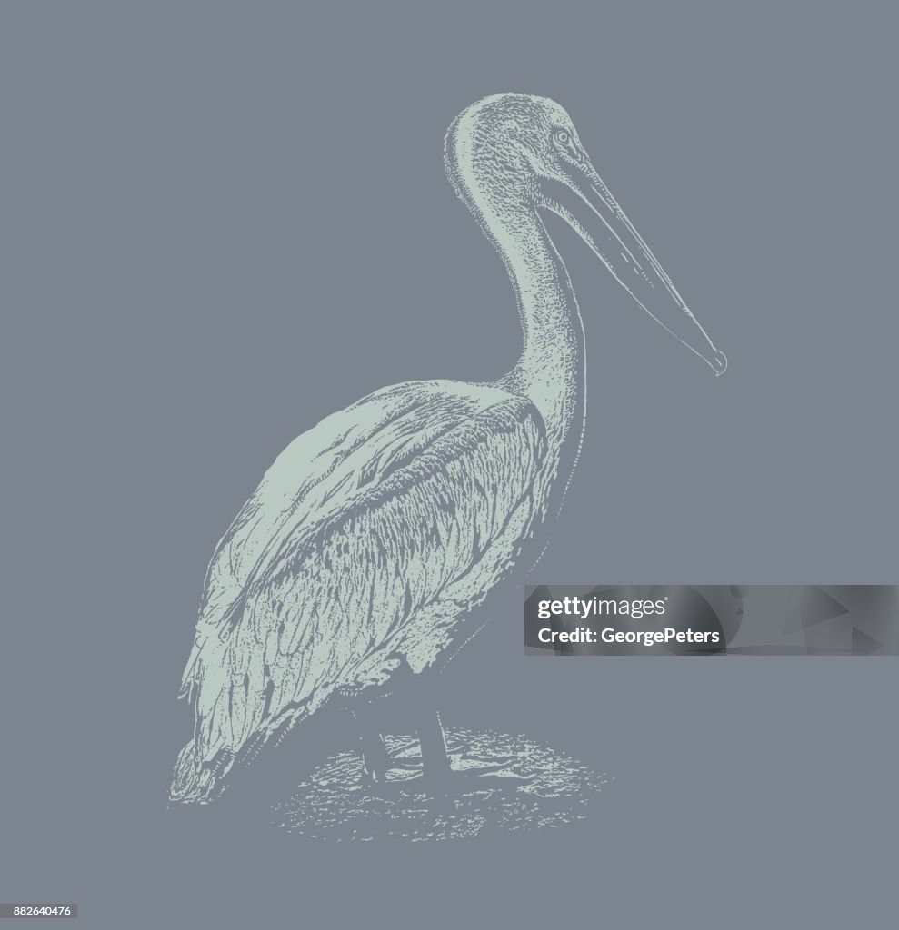 Discovering Mexico. American White Pelican