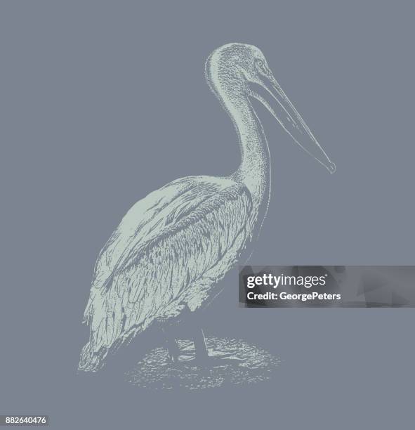 discovering mexico. american white pelican - pelican stock illustrations