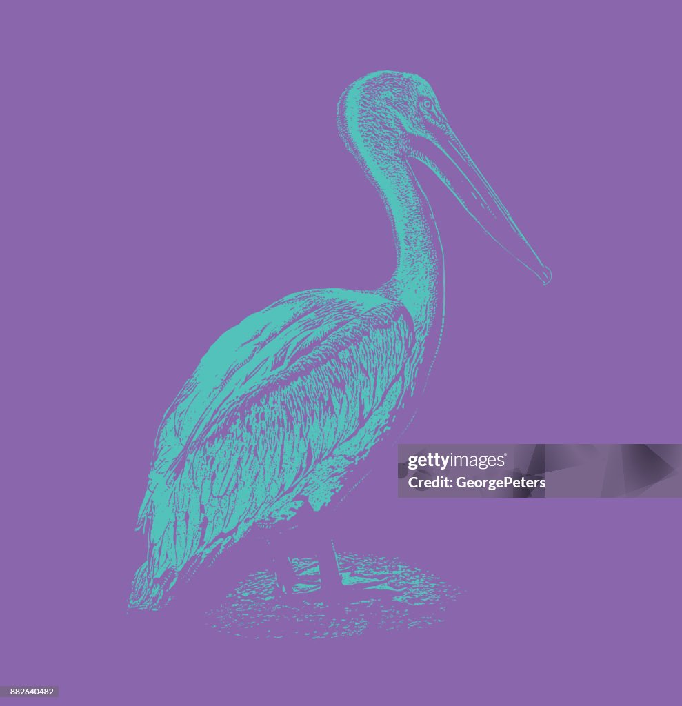 Discovering Mexico. American White Pelican