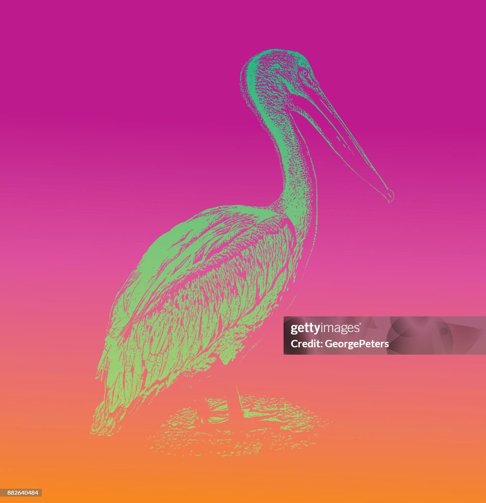 Discovering Mexico. American White Pelican