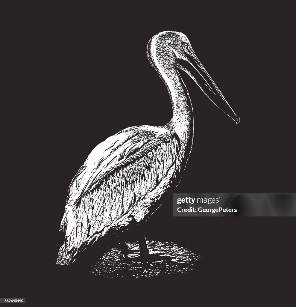 Discovering Mexico. American White Pelican