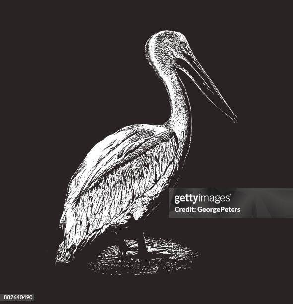 discovering mexico. american white pelican - pelican stock illustrations