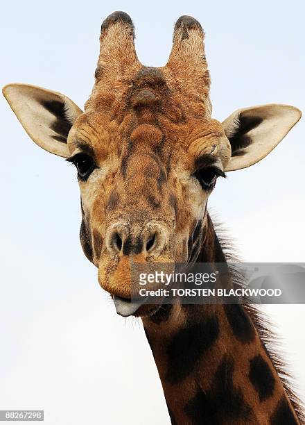 Giraffe is seen in its enclosure at the African savannah exhibit of Taronga Western Plains Zoo near Dubbo on May 31, 2009. The prominent horns are...