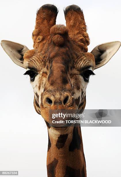 Giraffe is seen in its enclosure at the African savannah exhibit of Taronga Western Plains Zoo near Dubbo on May 31, 2009. The prominent horns are...