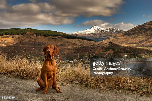 hungarian vizsla portrait - vizsla fotografías e imágenes de stock