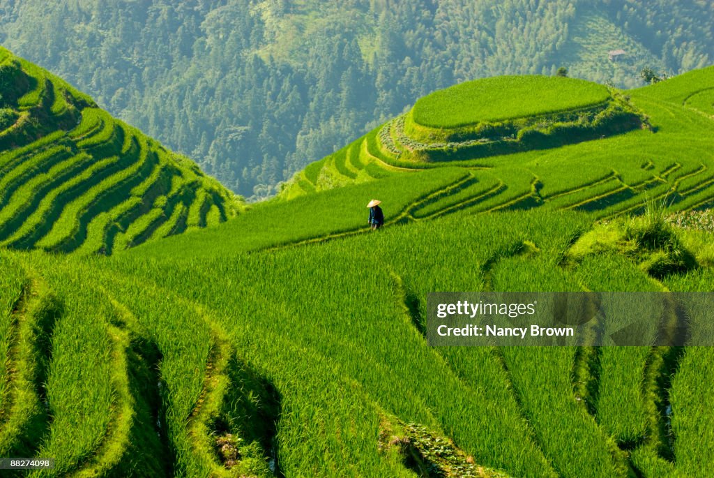 Longsheng Rice Terraces in the Summer near Guilin