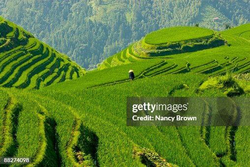 Longsheng Rice Terraces in the Summer near Guilin Longsheng Rice Terraces in the Summer near Guilin