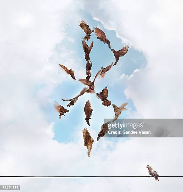 birds forming bluetooth sign - gandee stock pictures, royalty-free photos & images