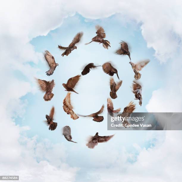 birds in flight forming @ sign - gandee stock pictures, royalty-free photos & images