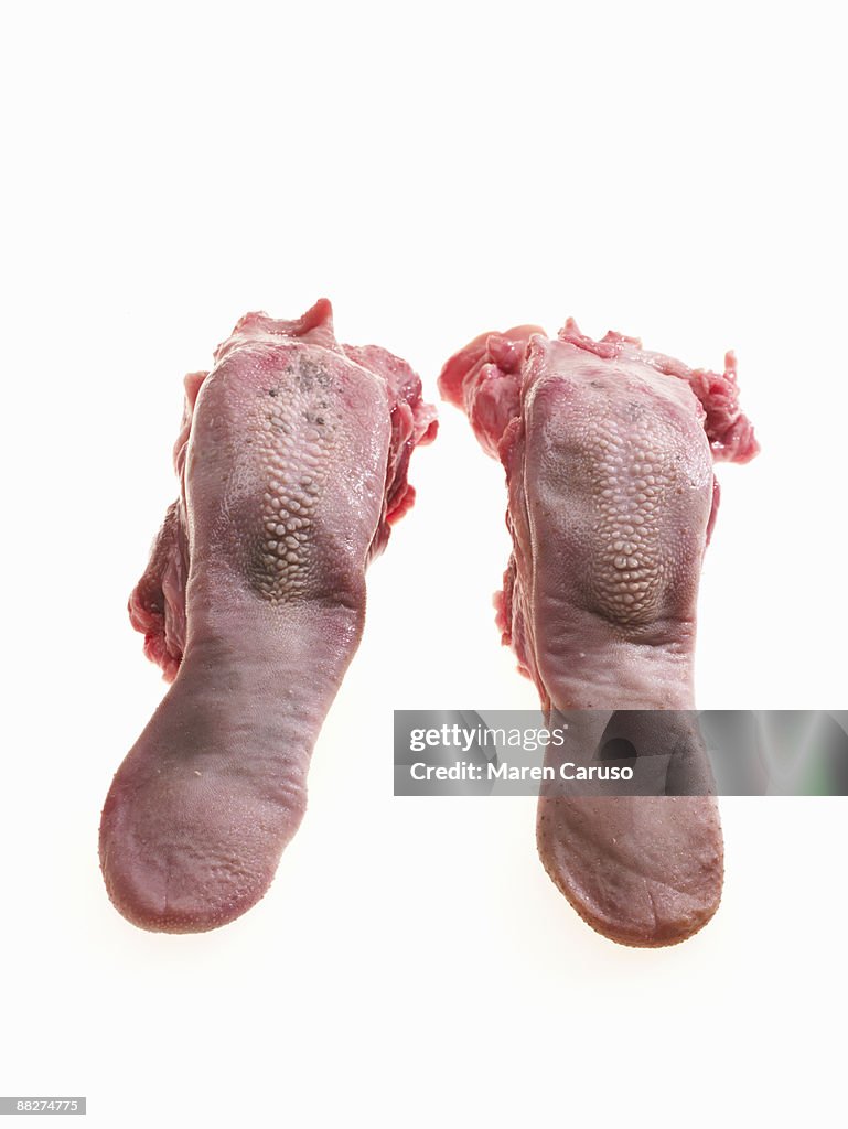 Pig tongue, raw meat