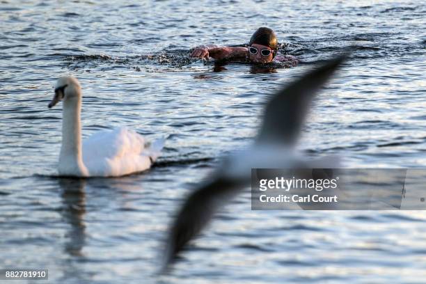 Swan and gull pass by as a member of the Serpentine Swimming Club enjoys an early morning swim in Serpentine Lake in Hyde Park on November 30, 2017...