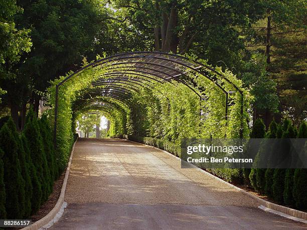 pathway - topiary stock-fotos und bilder