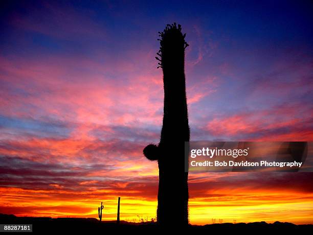 silhouette tree at dusk  - peoria arizona photos et images de collection